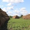 В Новосибирской области заготовили 62% сена и сенажа